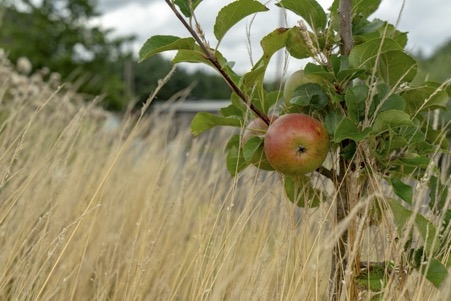 community orchard
